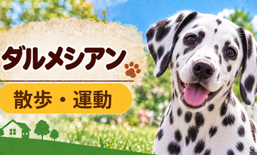 ダルメシアンの散歩時間はどのくらい？運動量と毎日の暮らし方