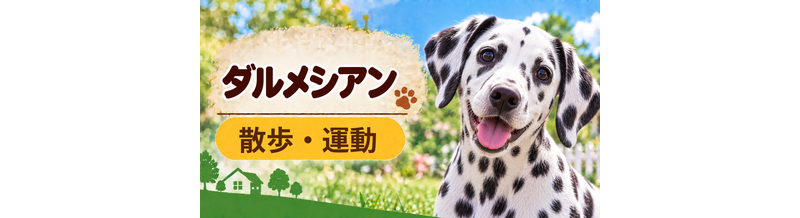 ダルメシアンの散歩時間はどのくらい？運動量と毎日の暮らし方