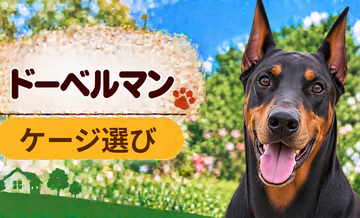 ドーベルマンのケージサイズはどう選ぶ？成犬時の大きさまで考える
