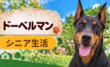 シニア期のドーベルマンとの暮らし｜食事・運動・介護費用を考える