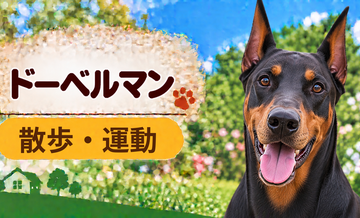 ドーベルマンの散歩時間はどのくらい？運動量と毎日の暮らし方