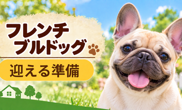 フレンチブルドッグを迎えるときに必要なもの｜サイズ選びと初期費用
