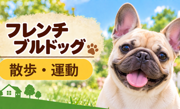 フレンチブルドッグの散歩時間はどのくらい？運動量と毎日の暮らし方