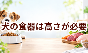 犬の食器は高さが必要？体格に合わせた選び方