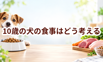10歳の犬の食事はどう考える？量・回数・フード選びの基本