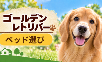 ゴールデンレトリバーのベッド選び｜体格・季節・洗いやすさで比較