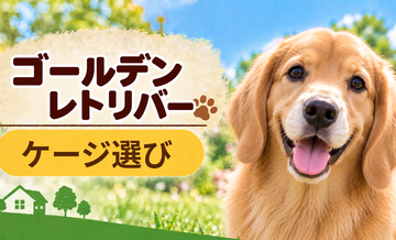 ゴールデンレトリバーのケージサイズはどう選ぶ？成犬時の大きさまで考える