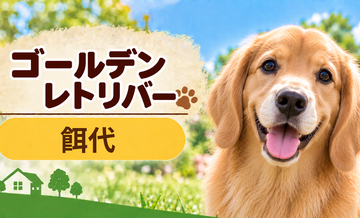 ゴールデンレトリバーの餌代は月いくら？体重からドッグフード代をシミュレーション