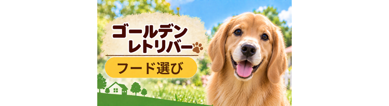 ゴールデンレトリバーのドッグフードはどう選ぶ？年齢・体格・食べ方に合わせた選び方
