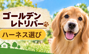 ゴールデンレトリバーのハーネス選び｜サイズ測定とフィット感のチェック