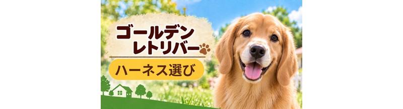ゴールデンレトリバーのハーネス選び｜サイズ測定とフィット感のチェック