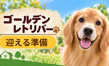 ゴールデンレトリバーを迎えるときに必要なもの｜サイズ選びと初期費用