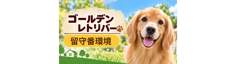 ゴールデンレトリバーの留守番環境を整える｜安全対策と便利グッズ
