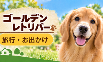 ゴールデンレトリバーと旅行するときの持ち物｜移動・宿泊で役立つ犬用品