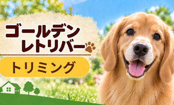 ゴールデンレトリバーのトリミング代はいくら？頻度と年間費用を計算