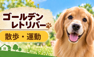ゴールデンレトリバーの散歩時間はどのくらい？運動量と毎日の暮らし方