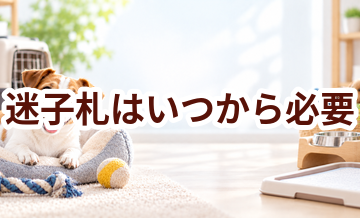 迷子札はいつから必要？使い始めるタイミングと選び方