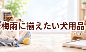 梅雨に揃えたい犬用品｜快適に過ごすための買い物リスト