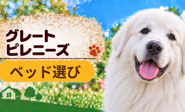 グレートピレニーズのベッド選び｜体格・季節・洗いやすさで比較