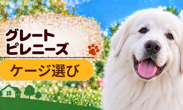 グレートピレニーズのケージサイズはどう選ぶ？成犬時の大きさまで考える