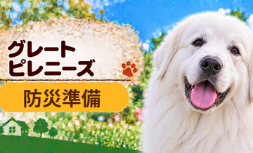グレートピレニーズの防災準備｜避難時に必要な用品と持ち出しリスト