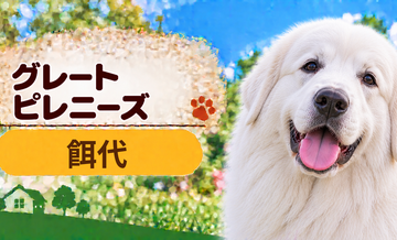 グレートピレニーズの餌代は月いくら？体重からドッグフード代をシミュレーション