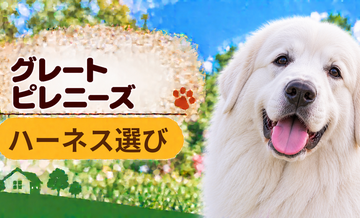 グレートピレニーズのハーネス選び｜サイズ測定とフィット感のチェック