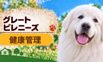 グレートピレニーズの健康管理で意識したいこと｜毎日のチェックと定期健診