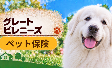 グレートピレニーズのペット保険料はいくら？加入前に確認したい補償と費用