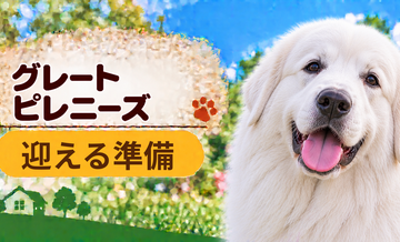 グレートピレニーズを迎えるときに必要なもの｜サイズ選びと初期費用