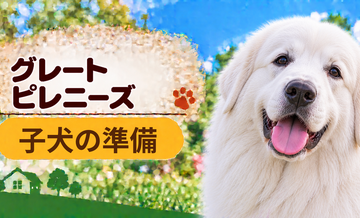 グレートピレニーズの子犬を迎えた1週間でやること｜食事・トイレ・生活環境