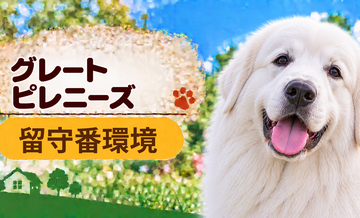 グレートピレニーズの留守番環境を整える｜安全対策と便利グッズ