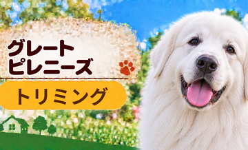 グレートピレニーズのトリミング代はいくら？頻度と年間費用を計算