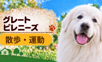 グレートピレニーズの散歩時間はどのくらい？運動量と毎日の暮らし方