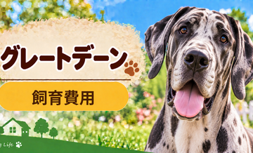 グレートデーンを飼う費用はいくら？初期費用・年間費用・生涯費用を解説