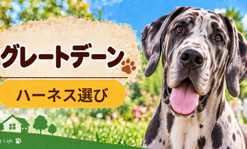 グレートデーンのハーネス選び｜サイズ測定とフィット感のチェック