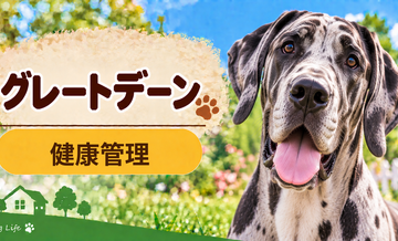 グレートデーンの健康管理で意識したいこと｜毎日のチェックと定期健診