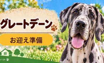 グレートデーンを迎えるときに必要なもの｜サイズ選びと初期費用