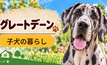 グレートデーンの子犬を迎えた1週間でやること｜食事・トイレ・生活環境