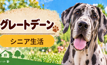 シニア期のグレートデーンとの暮らし｜食事・運動・介護費用を考える