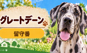 グレートデーンの留守番環境を整える｜安全対策と便利グッズ