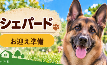 シェパードを迎えるときに必要なもの｜サイズ選びと初期費用