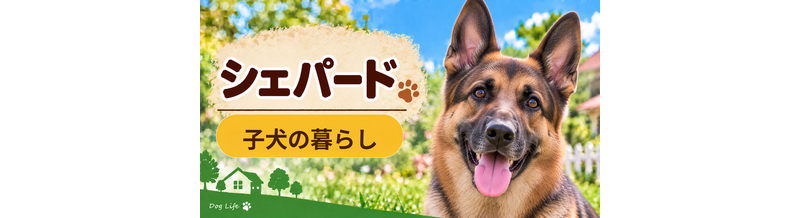 シェパードの子犬を迎えた1週間でやること｜食事・トイレ・生活環境