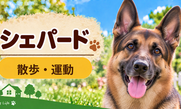 シェパードの散歩時間はどのくらい？運動量と毎日の暮らし方