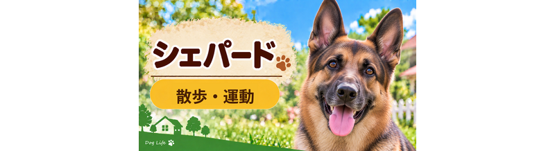 シェパードの散歩時間はどのくらい？運動量と毎日の暮らし方