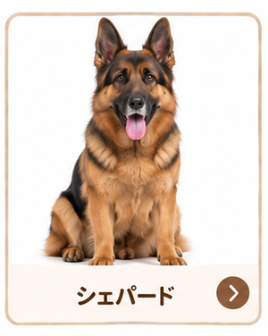 シェパード
