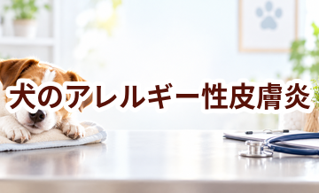 犬のアレルギー性皮膚炎とは？症状と治療の考え方