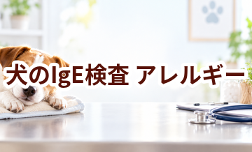 犬のIgE検査とは？わかること・結果の見方をやさしく解説