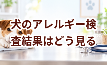 犬のアレルギー検査結果はどう見る？自己判断を避けたいポイント