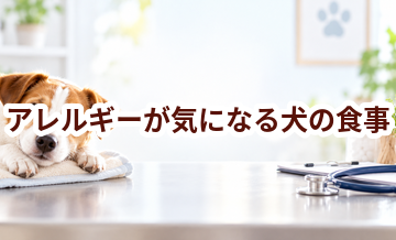 アレルギーが気になる犬の食事はどうする？獣医師に相談したいポイント